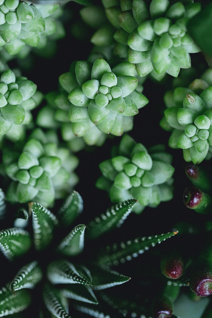 Sedum Donkey Tail 'Burito'.