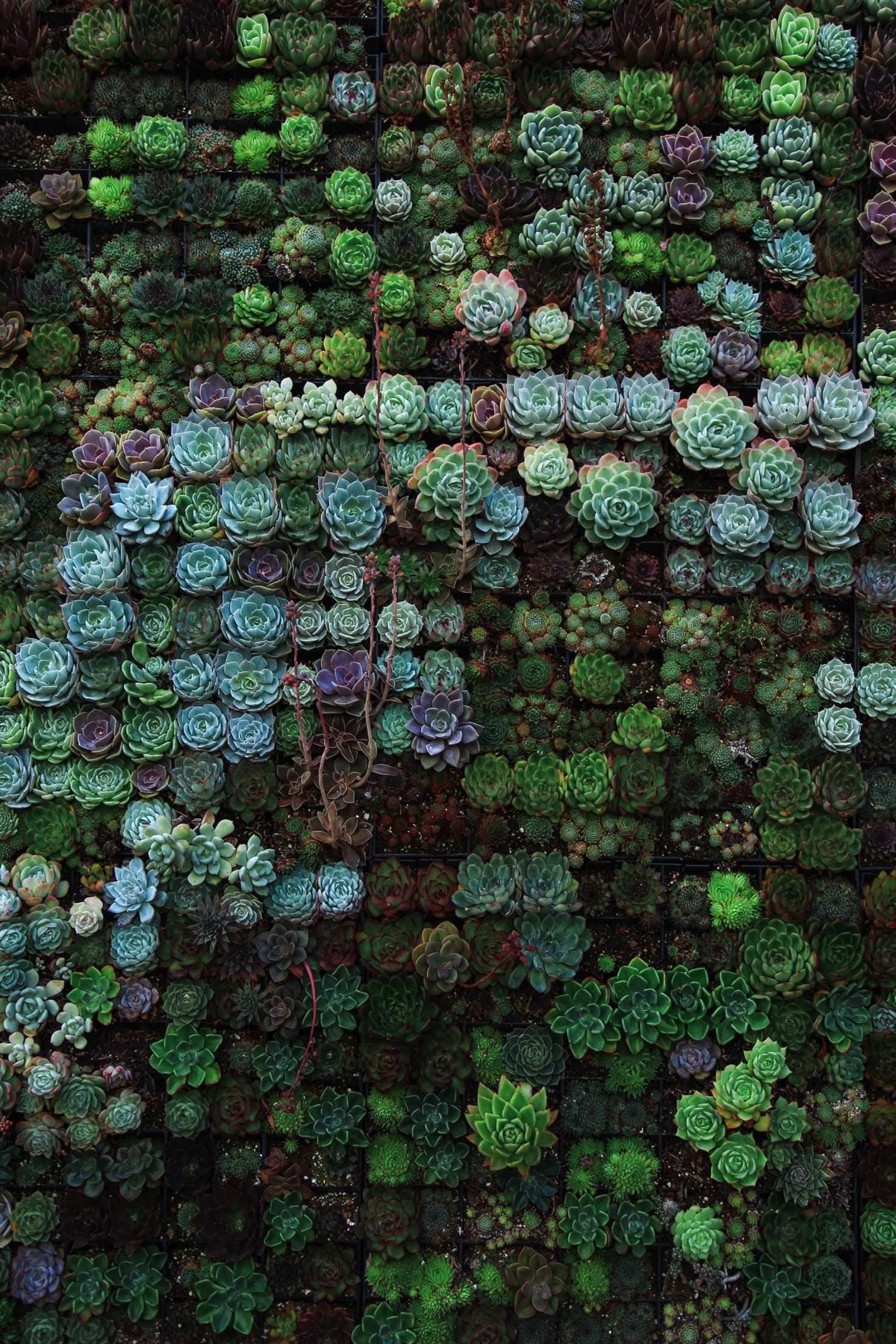 A pattern of succulents arranged in a grid. Viewed from above.