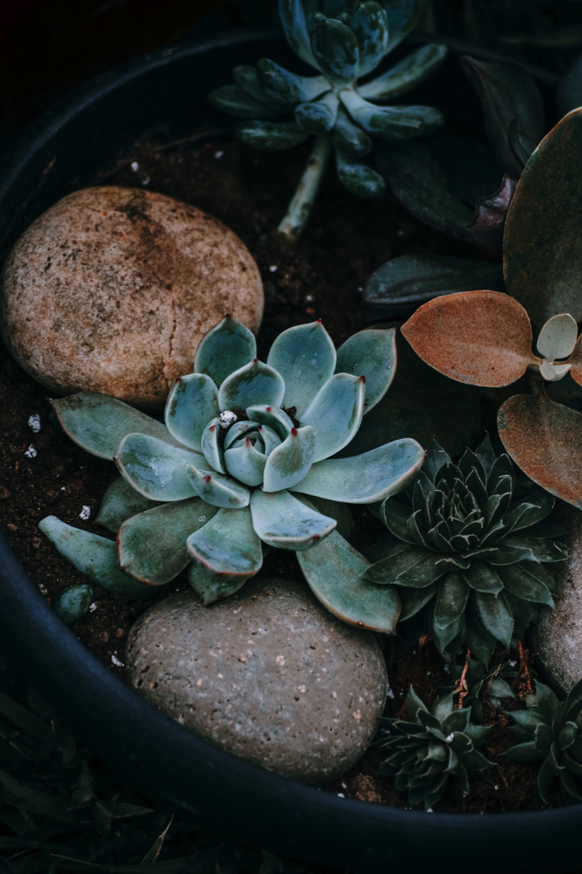 Two succulents and some large stones arranged in a pot.