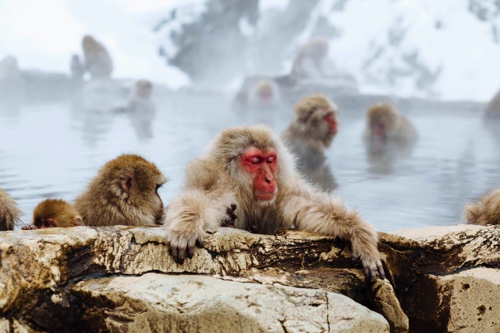 Snow Monkeys meditating in Japan.