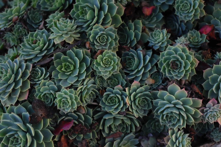 A collection of grey blue succulent type plants.