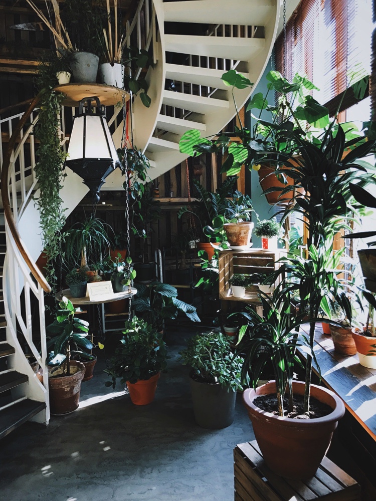 A room filled with houseplants.